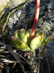 Pachyphytum kimnachii