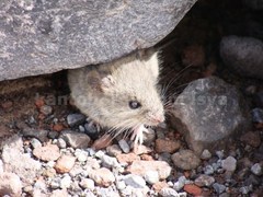 Haggard's Leaf-Eared Mouse photo 2