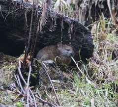 Ochotona macrotis
