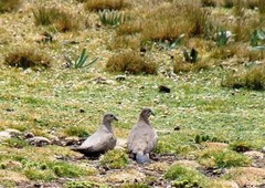 Metriopelia melanoptera