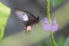 Parides anchises