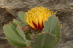 Leucospermum mundii