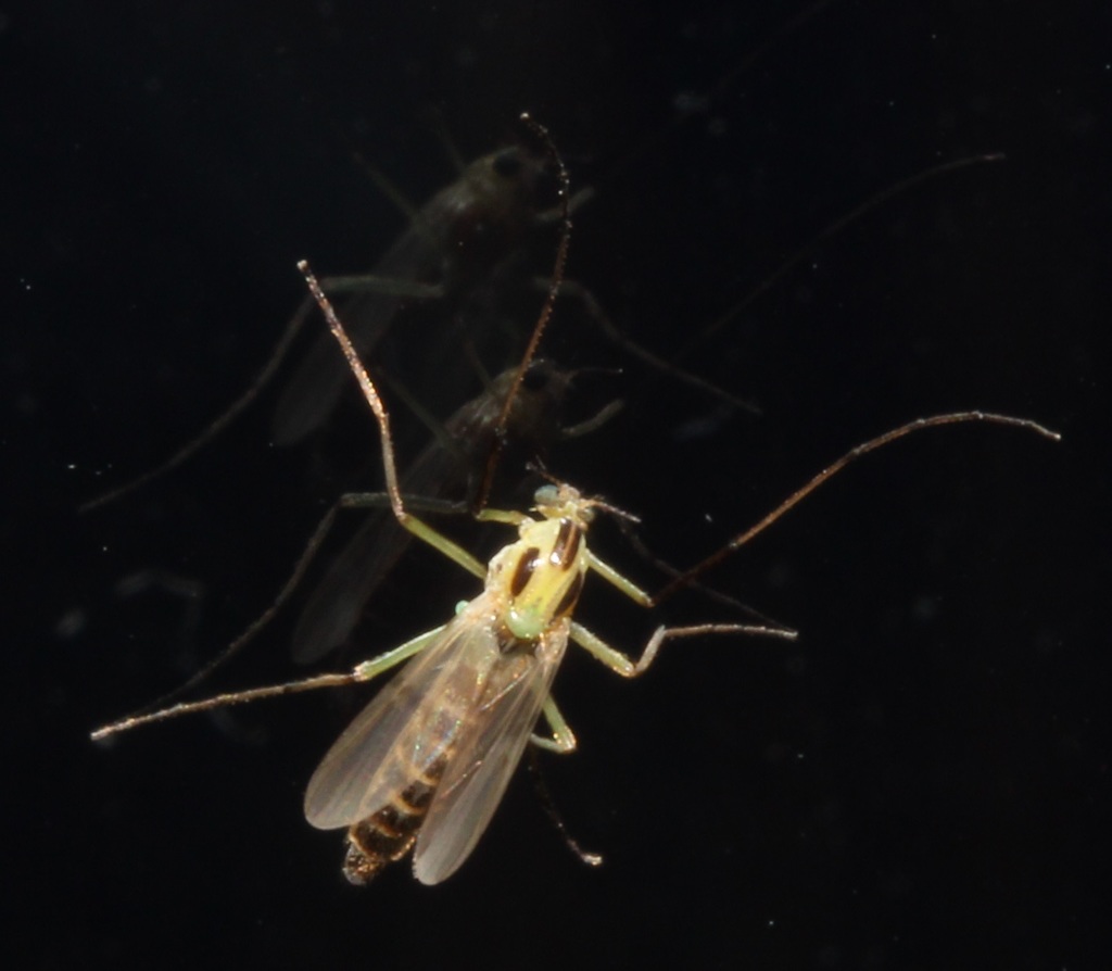 Chironomus atroviridis