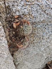 Mammillaria evermanniana