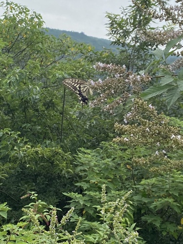 Chinese Yellow Swallowtail