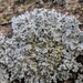 Rosette Lichen - Photo (c) Joe Malmisur, some rights reserved (CC BY-NC), uploaded by Joe Malmisur