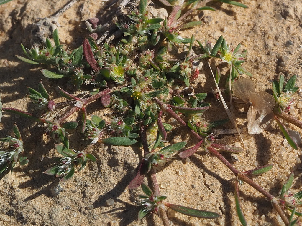 Paronychia arabica