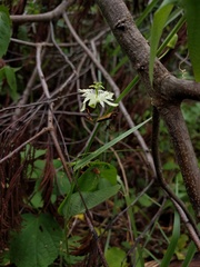 Anisoscelis marginellus