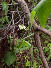 Anisoscelis marginellus
