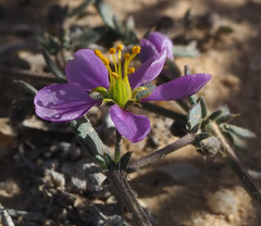 Fagonia glutinosa