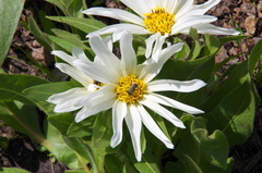 Wyethia helianthoides