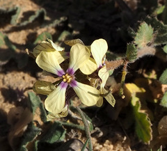 Enarthrocarpus strangulatus