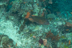 Lethrinus erythracanthus