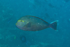 Acanthurus mata