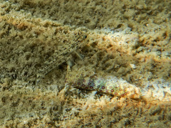 Plakobranchus ocellatus