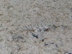 Istigobius