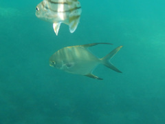 Trachinotus blochii
