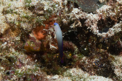 Nemateleotris decora