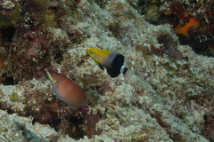 Bodianus loxozonus