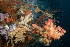 Oxycirrhites typus