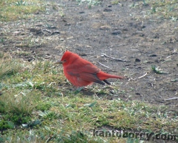 Piranga image