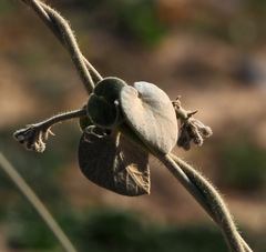 Pergularia tomentosa
