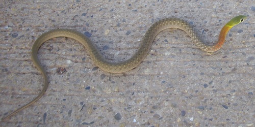 Rhabdophis siamensis