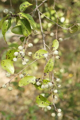Pittosporum colensoi