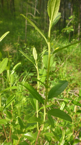 daurian rhododendron