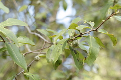 Pittosporum colensoi