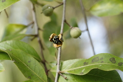 Pittosporum colensoi