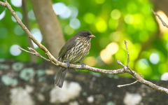 Dulus dominicus