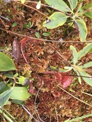 Drosera rotundifolia image