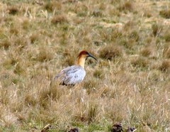 Theristicus branickii
