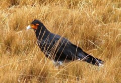 Daptrius carunculatus