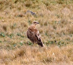 Daptrius carunculatus