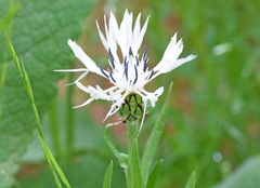 Centaurea napulifera