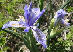 Iris longipetala