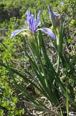 Iris longipetala