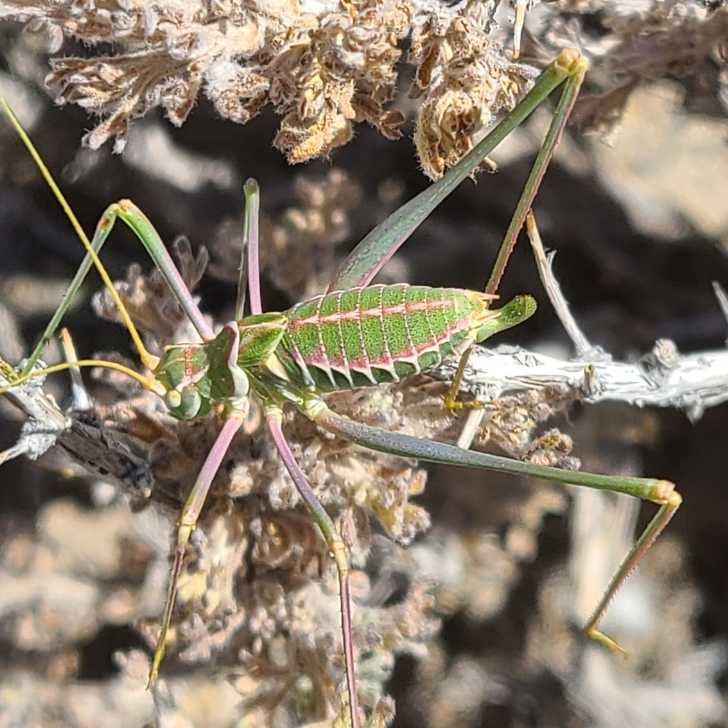 Mojave Thread-leg Katydid