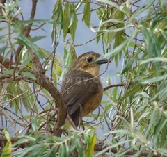 Grallaria quitensis