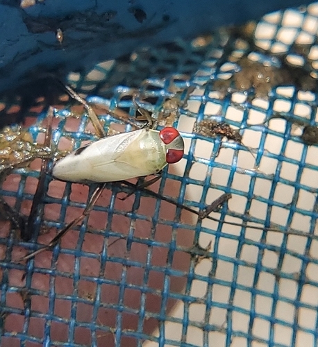 Notonecta raleighi
