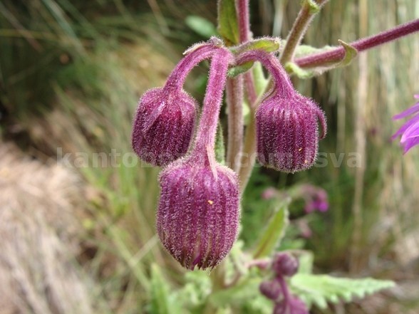 Senecio formosus image