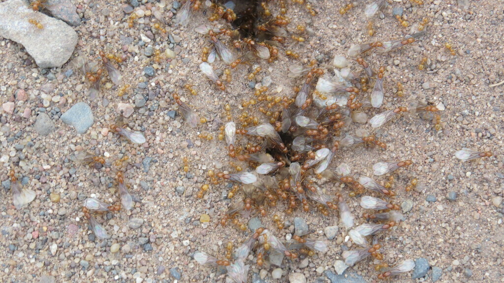 Western Citronella Ant