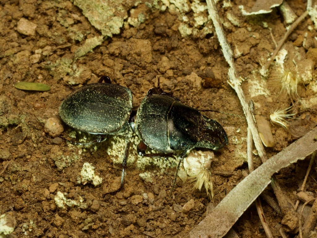 Crepidopterus geayi