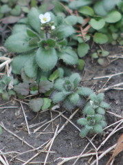 Tomostima platycarpa