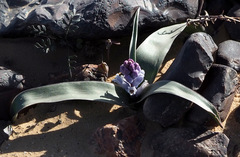 Bellevalia desertorum