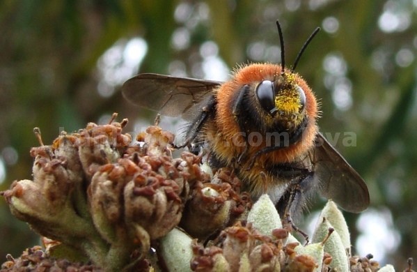 Bombus rubicundus image