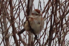 Spizelloides arborea arborea