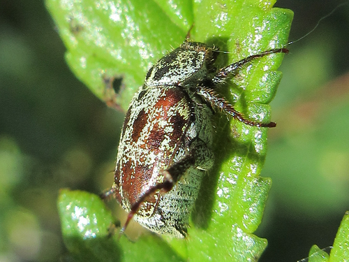 Hoplia aureola